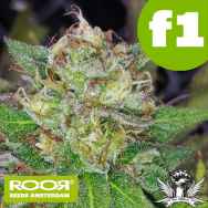 RooR Seeds f1 Shivawreck